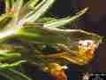 Chalcedon Checkerspot (Euphydryas chalcedona) tiny 2nd instar larvae
